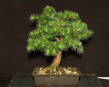 Larix Gmelinii Bonsai Tree Seeds for long-term planting in the yard