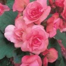 Rose Rieger Begonia Seeds for a bright addition to the Pots
