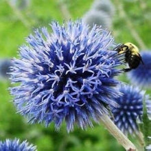 Globe Thistle Seeds (Echinops ritro) for growers filling out the home garden flower border