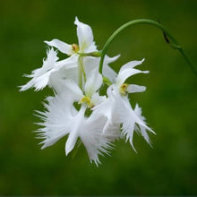 Japanese Radiata White Heron Orchid Seeds for growers seeking a long-blooming display