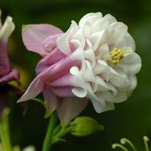 Pink Petticoat Columbine Aquilegia Seeds for a colorful addition to any planting