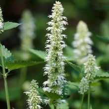 Hyssop Agastache Foeniculum Giant White Seeds known for backyard Gardening