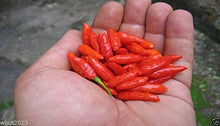 Pepper Capsicum Annuum Burning Bush Hot Seeds for growers stocking the Spicy Kitchen Container Growing