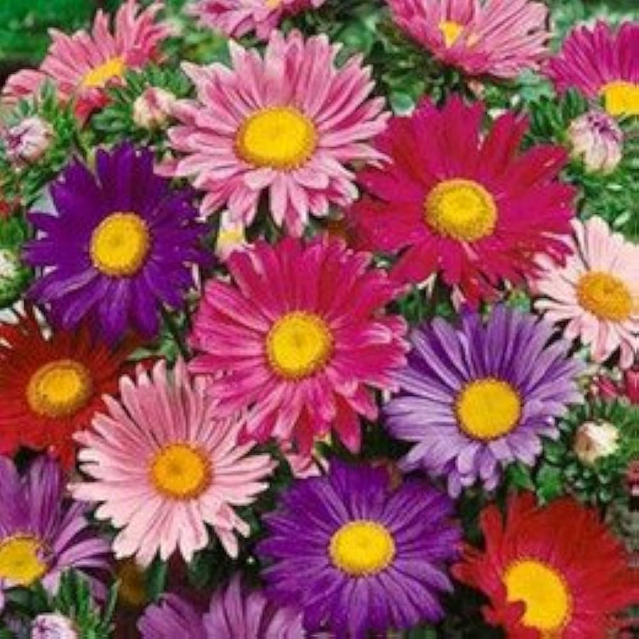 Aster Callistephus chinensis flower seeds for planting in home garden and pots - for planting in home garden