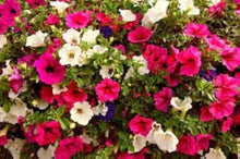 Petunia flower Seeds (Petunia hybrida) for colorful blooms in the home garden or patio planters