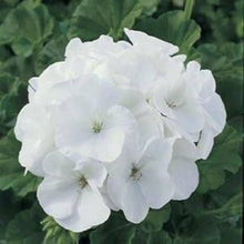White Geranium Seeds (Pelargonium spp.) for a bright addition to the Window Urban Garden