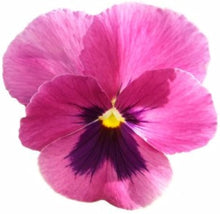 Pansy Seeds for a colorful addition to any planting