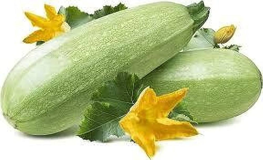 Carnival F1 Squash Seeds for home growers seeking a reliable harvest