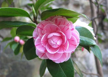 Camellia Seeds for growers filling out the Orange Garden