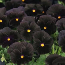Black Pansy Seeds (Viola tricolor) for a bright addition to the Flower Bed & Urban Garden