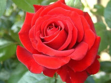Dame Meisten Favorite Garden Seeds for growers seeking a long-blooming display