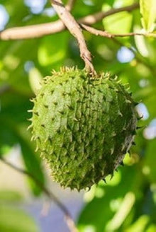 Graviola Seeds (Annona muricata) for seasonal color across the tropical gardens and home orchards