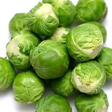 Catskill Brussels Sprouts Seeds (Brassica oleracea) for a lasting display in the home garden and planting