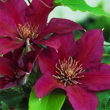 Clematis Vine Seeds (Clematis vitalba) for vertical growth across the fences and flowering arches