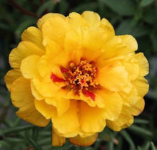 Orange Purslane Seeds (Portulaca oleracea) for a homegrown harvest from the vegetable patches and edible gardens