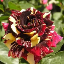 Rose Rosa Hybrida Abracadabra Seeds for colorful blooms in the Home Garden Use