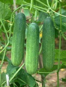 Marketer Cucumber Seeds for a fresh homegrown crop from the Garden Use