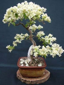 Beautiful Bonsai White Saxifraga Spring Snow Seeds for a lasting addition to the landscape