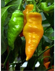 Aji Umba Hot Pepper Seeds (Capsicum chinense) for a reliable harvest in the Home Garden Planting