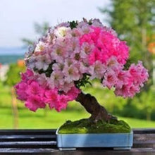 Spring Bonsai Flower seed mix for yard and garden planting