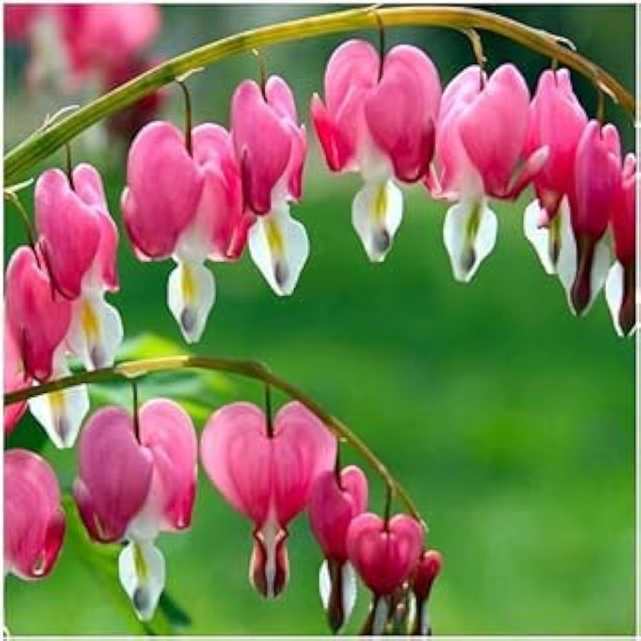 Heart Orchid (Dicentra spectabilis) seeds for cottage garden planting