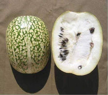 Shark Fin Melon Seeds (Cucurbita ficifolia) valued by growers for backyard gardening and traditional