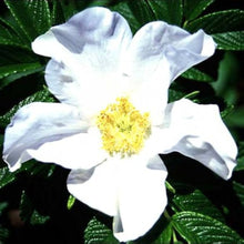 Rose Rosa Rugosa Albiflora White Rugosa Seeds for a lasting display in the Garden Coastal Landscaping