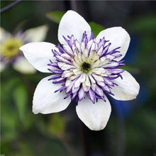Clematis Hybrid Vine Seeds for training up trellises and fences