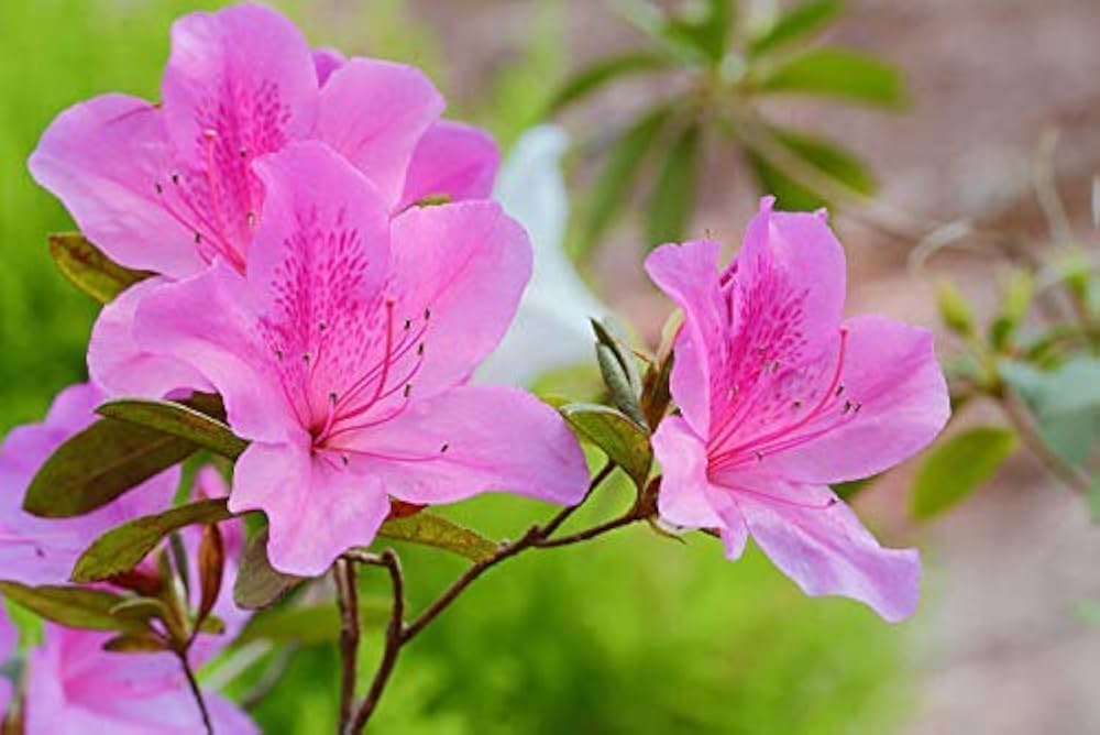 Rhododendron Azalea Rhododendron spp. Flower Seeds for planting in flower bed