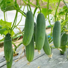 Dutch cucumber seeds for vegetable patch and home garden