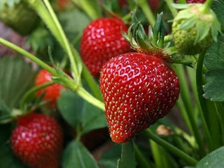 Strawberry Tree Seeds (Arbutus unedo) for growers planting the home garden landscapes