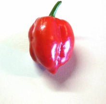 Habanero Red Savina Hot Pepper Seeds (Capsicum chinense) for a reliable harvest in the Spicy Garden Planting