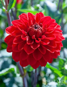 Dahlia Mignon Red Seeds for a colorful addition to any planting