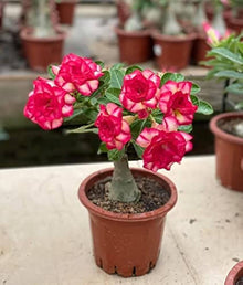 Desert Rose Mixed Petal Seeds for a colorful addition to any planting