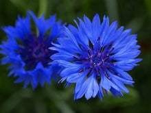 Bachelor Button Tall White Seeds for reliable seasonal color