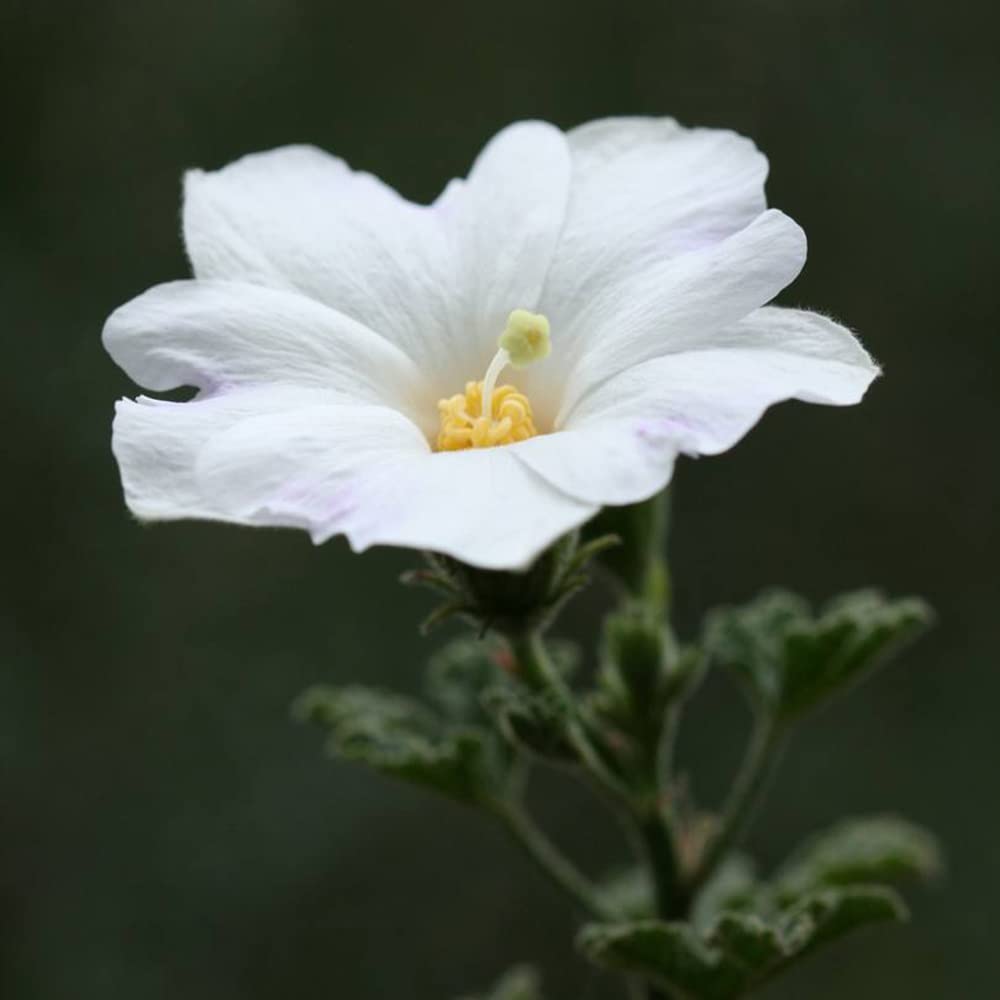 Hollyhock flower Alcea rosea double white perennial seeds for large garden blooms