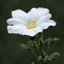 Hollyhock flower Alcea rosea double white perennial seeds for large garden blooms