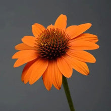Orange Coneflower Seeds (Echinacea purpurea) for a homegrown harvest from the Flower Bed & Garden