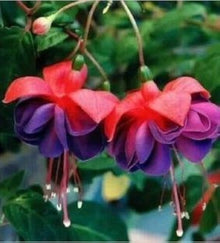 Fuchsia & Begonia Seeds (Fuchsia spp.) for a bright addition to the Hanging Baskets & Flower Bed