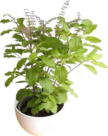 Green Tulsi Basil Plants for cooks growing their own fresh herbs