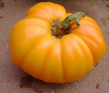 Tomato Seeds (Solanum lycopersicum) for a reliable harvest in the Kellogg's Breakfast Variety in Kitchen Garden