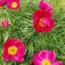 Fern Leaf Peony Paeonia spp for planting in flower bed