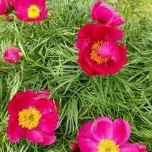 Fern Leaf Peony Paeonia spp for planting in flower bed