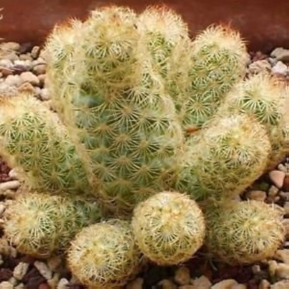 Ladyfinger Cactus (Mammillaria elongata) succulent seeds for bonsai