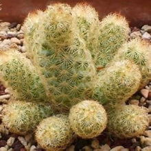 Ladyfinger Cactus (Mammillaria elongata) succulent seeds for bonsai