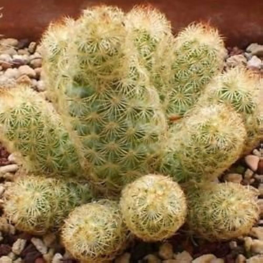 Ladyfinger Cactus (Mammillaria elongata) succulent seeds for bonsai