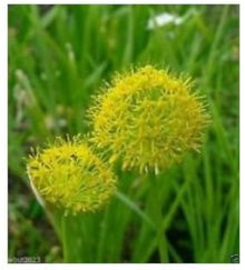Allium Hookeri Seeds (Allium hookeri) for growers filling out the Bright Yellow Bloom Garden Planting