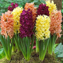 Hyacinth Seeds (Hyacinthus orientalis) for seasonal color across the Hydroponic Flower Pot