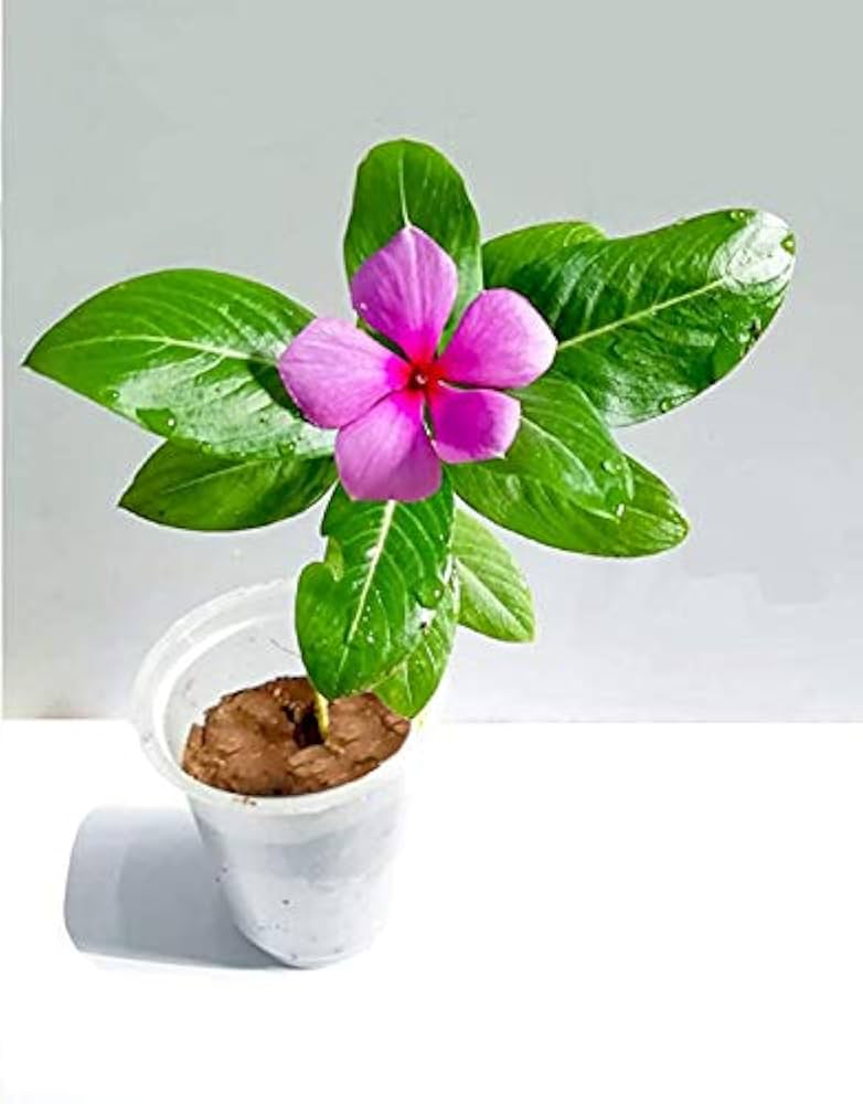 Periwinkle Catharanthus Roseus Vinca Flower Seeds for Planting – Ideal for Home Garden and Low-Maintenance Beds
