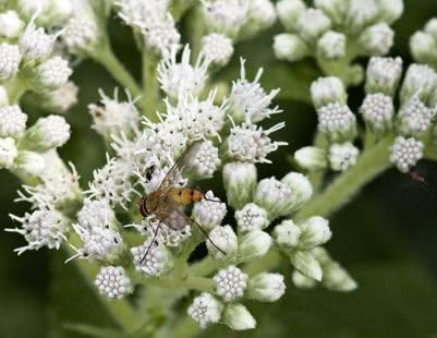Boneset Eupatorium Perfoliatum Tall White Thoroughwort Flower Seeds for Planting – Native Perennial for Wetland Gardens